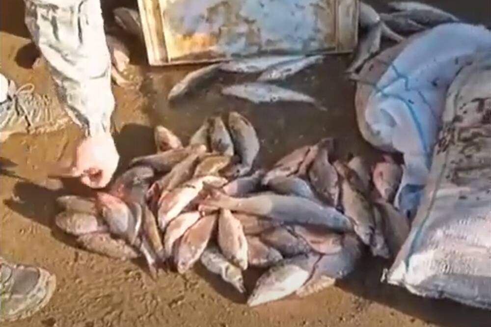 В Дагестане изъяли полтонны незаконно добытой рыбы частиковых пород
