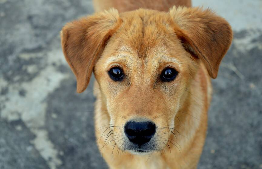 Невероятное преображение бездомной собаки растрогало пользователей Сети. История, которую должен прочитать каждый!