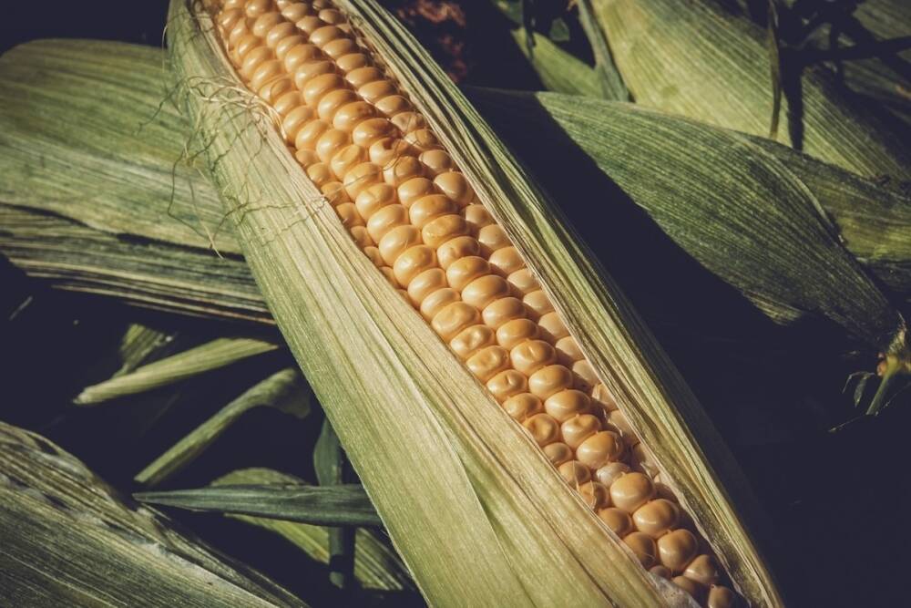В Курчатове судят похитителей тысячи початков кукурузы
