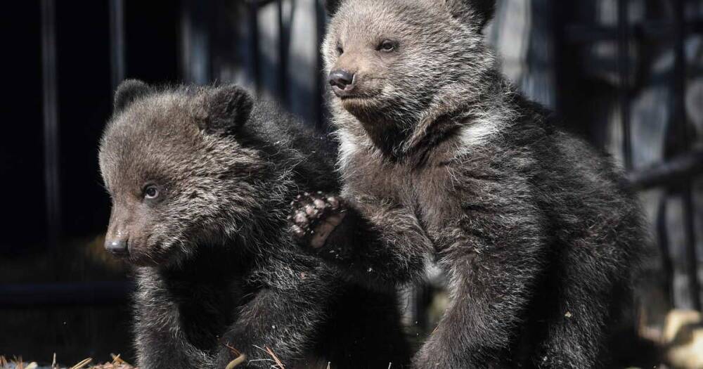 Охотники спасли новорожденных медвежат-сирот в Вологодской области
