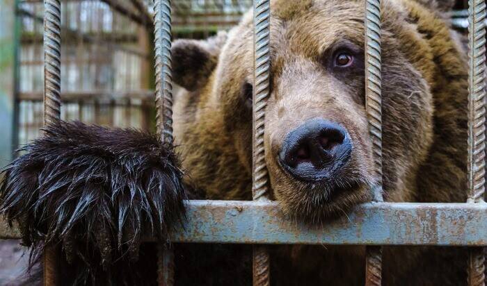 Челябинской зоопарк начинает масштабный проект развития территории с обустройства медвежьих вольеров