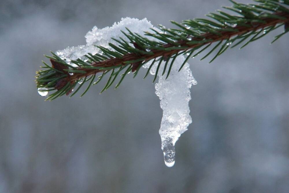 10 февраля в Рязанской области потеплеет до +2°С