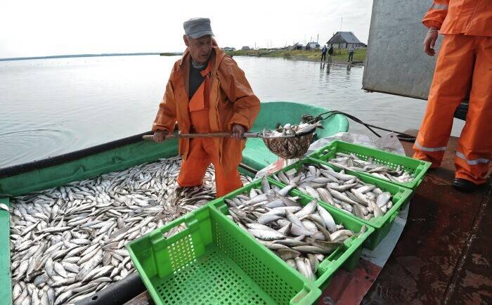 Запрет на ловлю воблы в астрахани. Рыбозавод балык. Рыбный промысел в Астраханской области. Рыбная промышленность Астраханской области. Рыбная промышленность Поволжья.