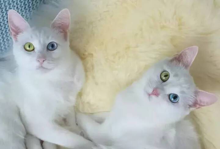 Кошки-близнецы из Петербурга признаны самыми красивыми в мире