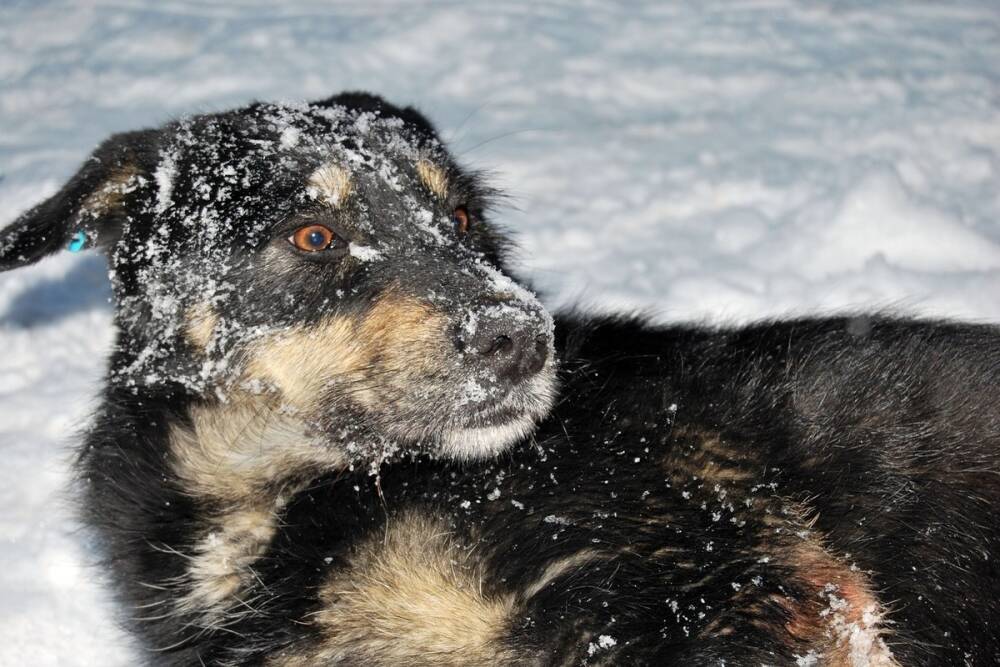 До 15 февраля под Рязанью будут массово отлавливать бездомных собак