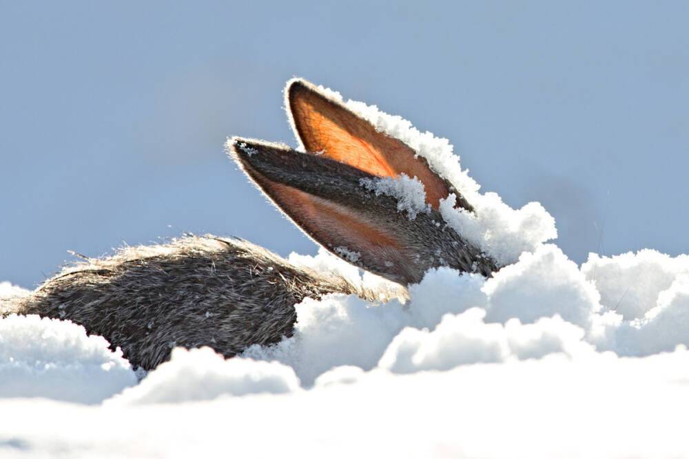 Пилоты аэростата в Новгородской области помешали лисицам разорвать зайца