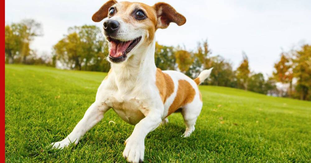 Плещут энергией: топ-5 пород собак для активных энергичных хозяев