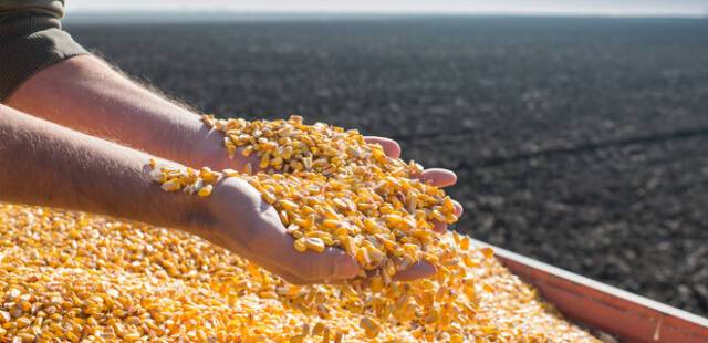 Крупнейший гарант продовольственной безопасности: Украина кормит 400 млн человек