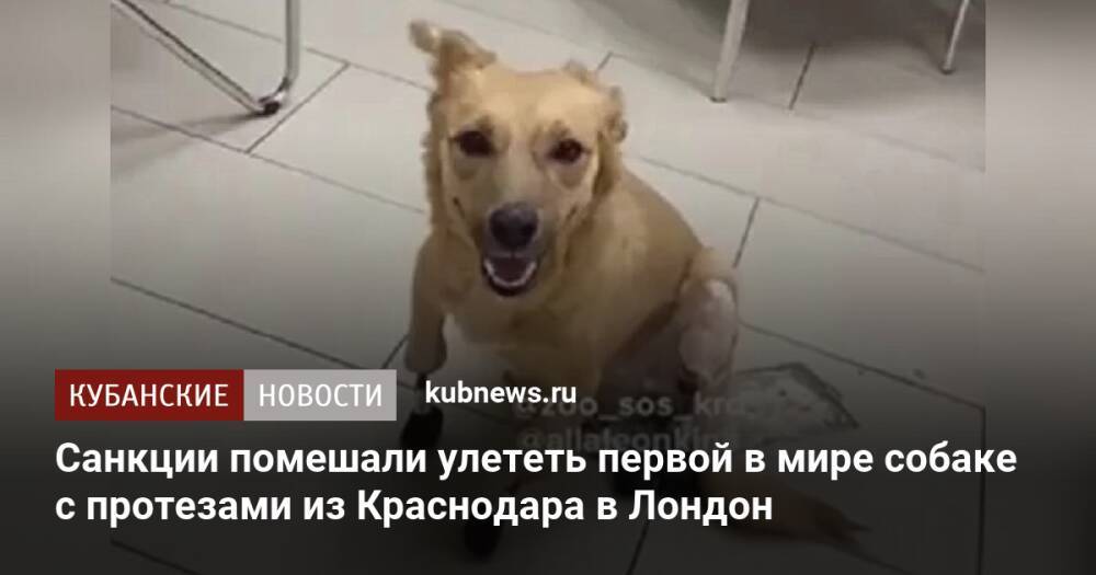 Санкции помешали улететь первой в мире собаке с протезами из Краснодара в Лондон