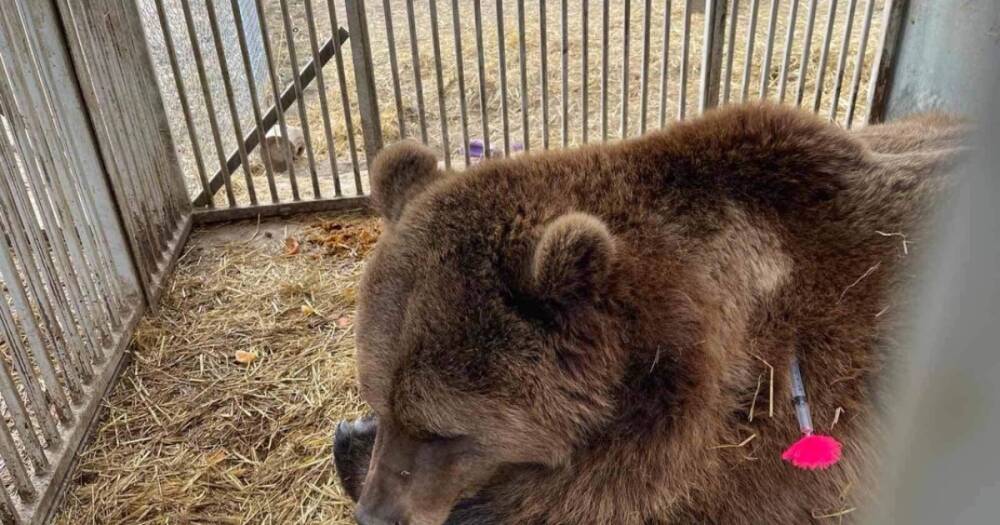 Через пробки и блокпосты. Как медведей из "Белой скалы" эвакуировали на Западную Украину (фото)
