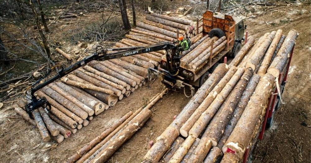 РФ оставили без высоких технологий. Кремль в ответ запретил экспорт древесины