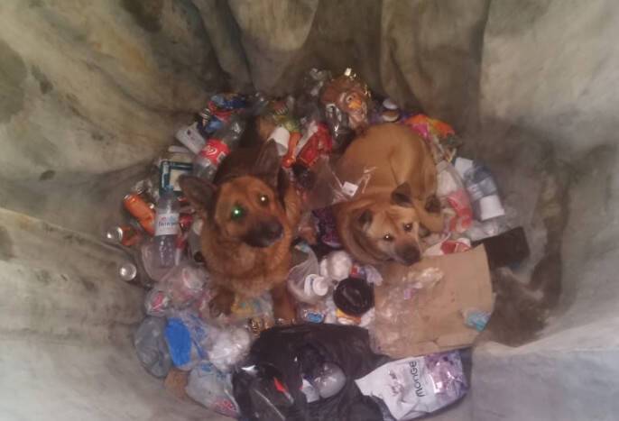 Спасатели в Лодейном Поле вытащили из мусорной ямы двух собак