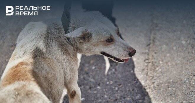 За 2021 год в Татарстане почти 7 тысяч человек обратились за медицинской помощью из-за укусов собак