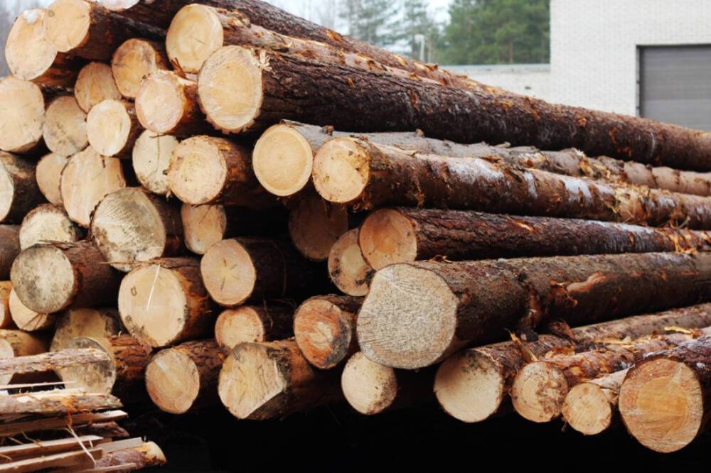 Россия отказалась от поставок дерева в Европу - Русская семерка