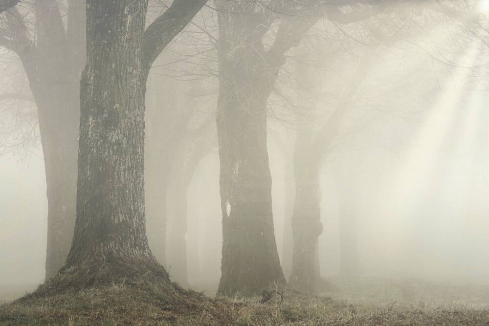 Туман, гололедица и до — 10°C ночью — погода в Ленобласти на 14 марта