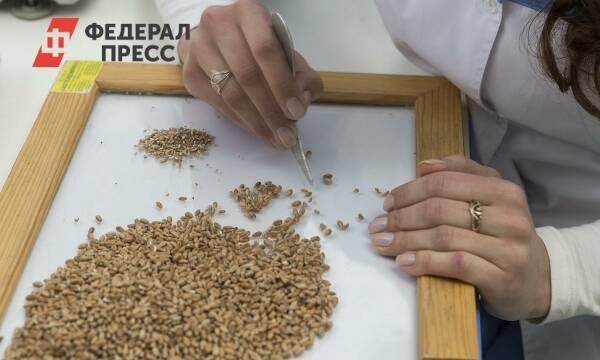 Россия запретила вывозить основные виды зерна