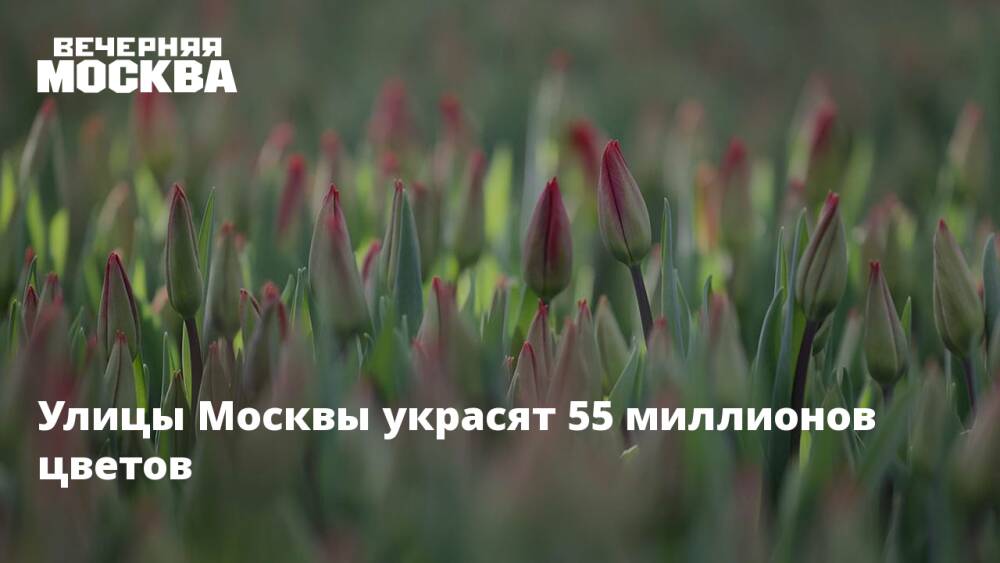 Улицы Москвы украсят 55 миллионов цветов