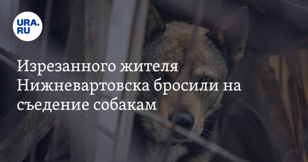 Изрезанного жителя Нижневартовска бросили на съедение собакам. Инсайд