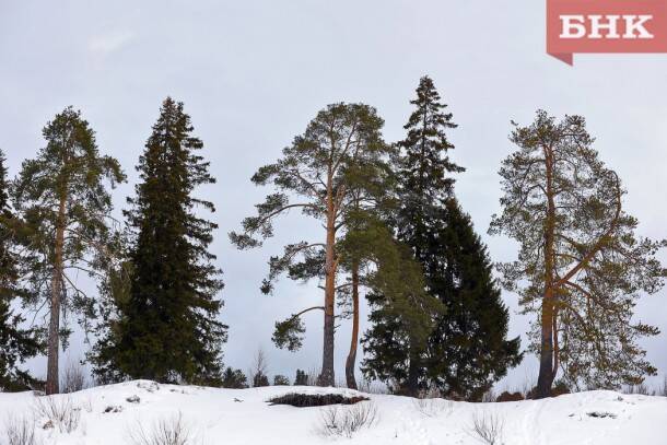 Минприроды Коми отменило аукционы на аренду огромных лесных участков в Троицко-Печорском районе