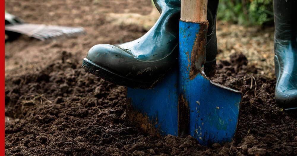 Как часто нужно перекапывать почву на участке: 4 совета для садоводов