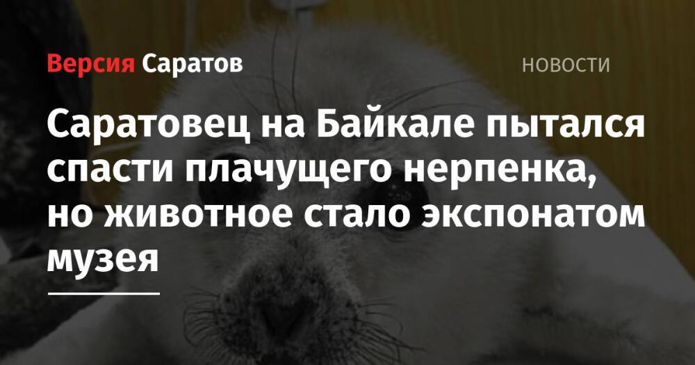 Саратовец на Байкале пытался спасти плачущего нерпенка, но животное стало экспонатом музея