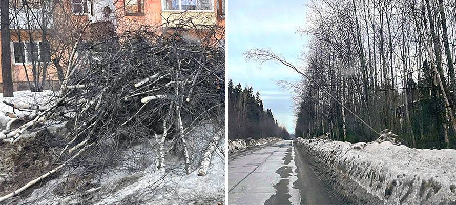 Власти Петрозаводска рассказали, где снесут аварийные деревья
