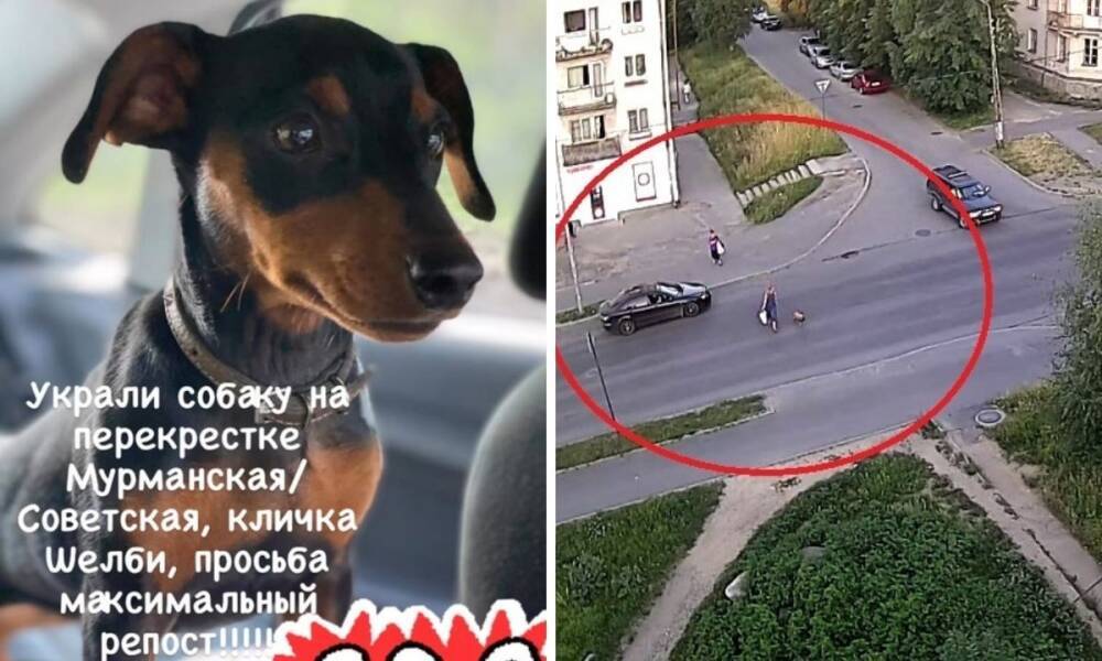 Суд вынес приговор жительнице Петрозаводска за кражу породистой собаки у магазина