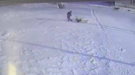 В Пензенской области выложили видео с нападением собак на ребенка