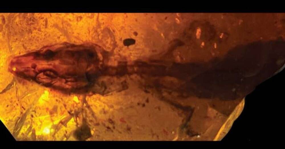 Застряла в янтаре. Ученые открыли новый вид ящерицы возрастом 100 миллионов лет