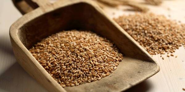Зерновой союз просит "срочно" отказаться от пошлин