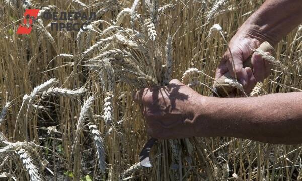 Цены на пшеницу и кукурузу пробили исторический максимум