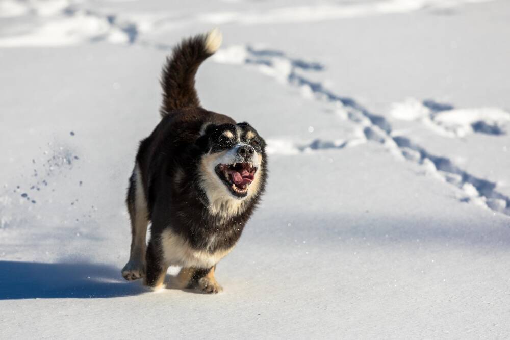 В Новосибирске бродячие собаки искусали женщину в Калининском районе
