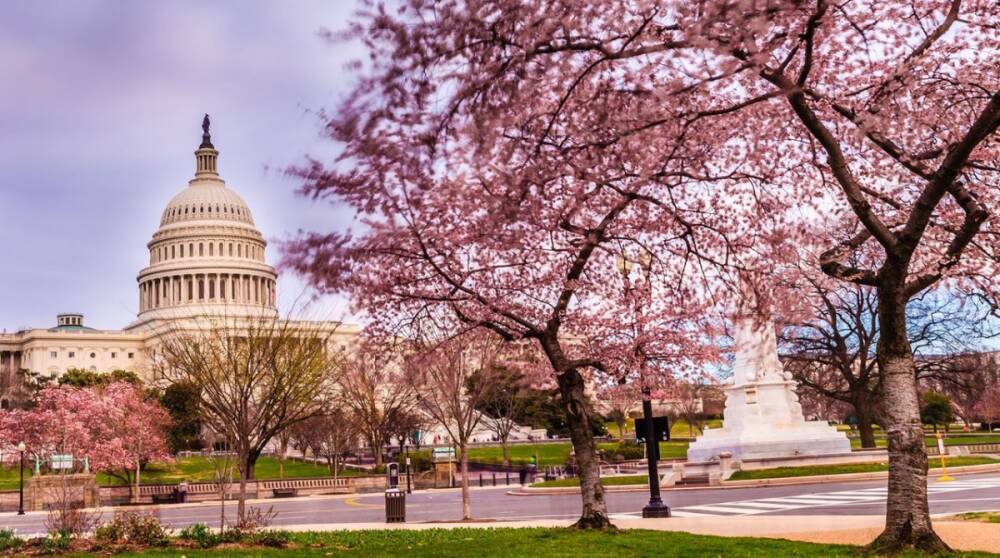 5 мест в Вашингтоне, в которых лучше всего любоваться цветущей сакурой
