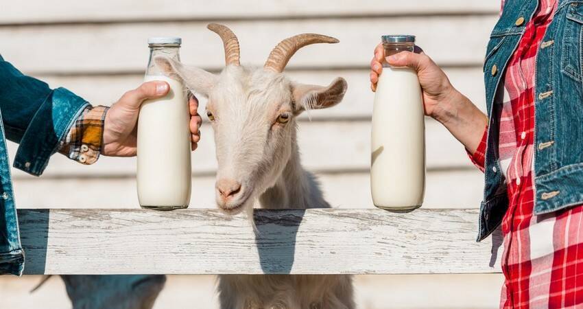Лактоферрин из молока трансгенных коз: в НАН обсуждают внедрение результатов союзных программ