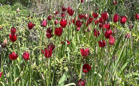 На Кипре цветут тюльпаны