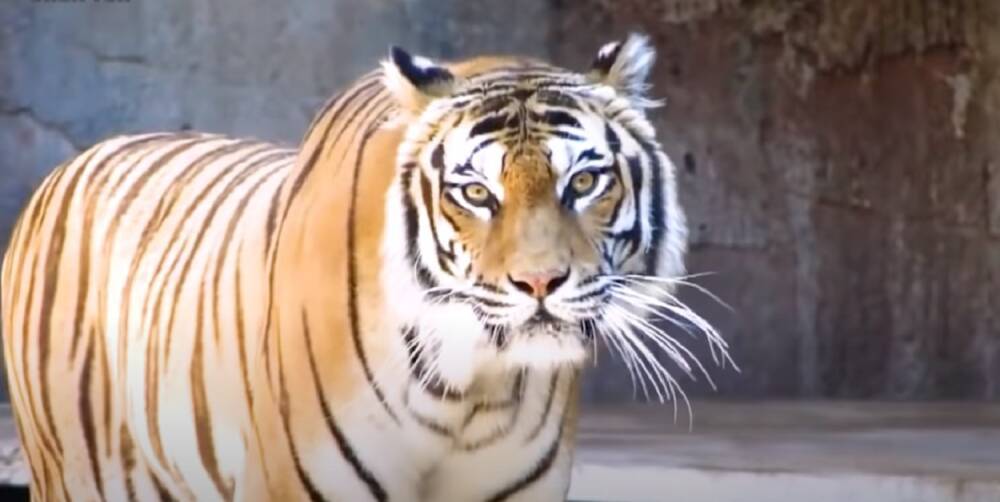 "Хороший знак": выяснились обстоятельства внезапной смерти тигра по кличке Путин