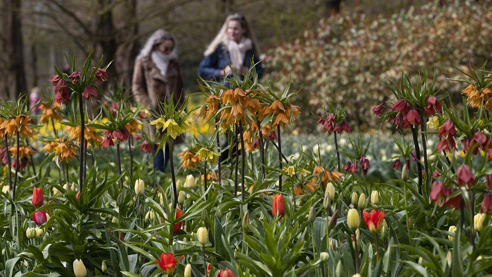 Королевский парк цветов Кёкенхоф принимает гостей