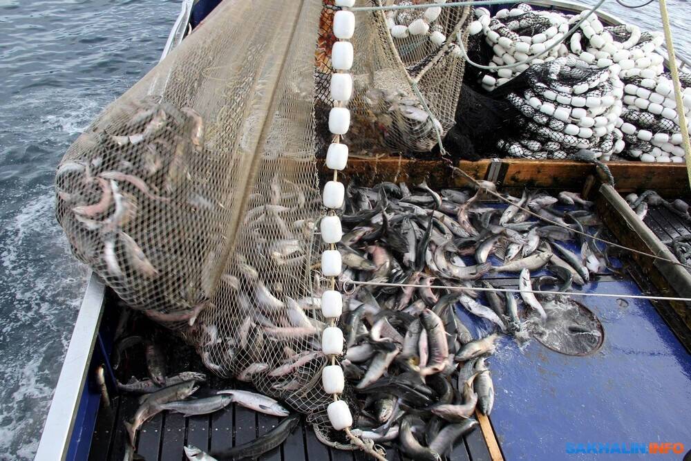 Иностранные порты отказываются от сахалинской рыбы