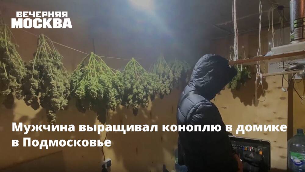Мужчина выращивал коноплю в домике в Подмосковье