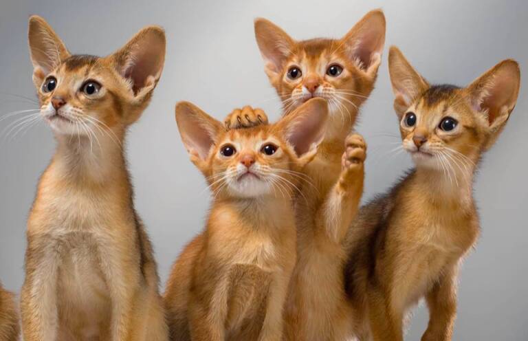 В Новосибирске глава клуба породистых кошек оценила санкционный запрет на вывоз животных в Европу