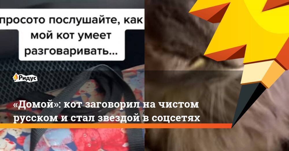 «Домой»: кот заговорил на чистом русском и стал звездой в соцсетях