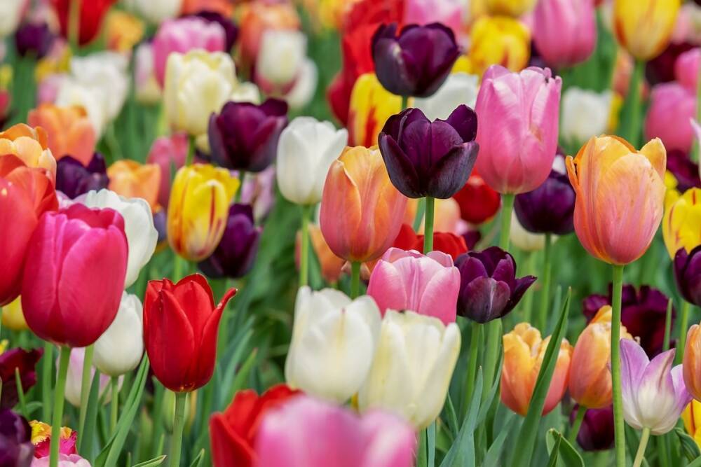 Цветочные магазины Петербурга обеспечены цветами к 8 марта