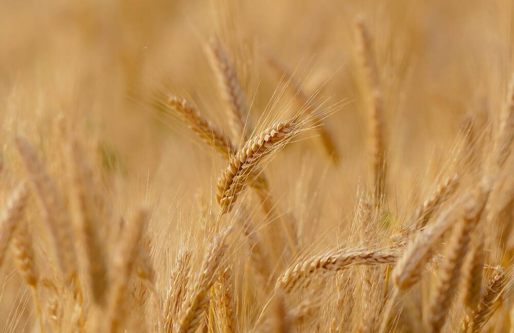 Цена на пшеницу побила рекорд 2008 года
