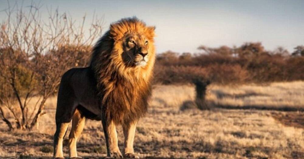 Как превратить свирепого льва в милую кошку: ученые нашли интересный способ