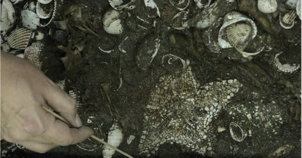 Морские звезды и скелет ягуара. Археологи нашли потрясающее подношение ацтеков богу войны