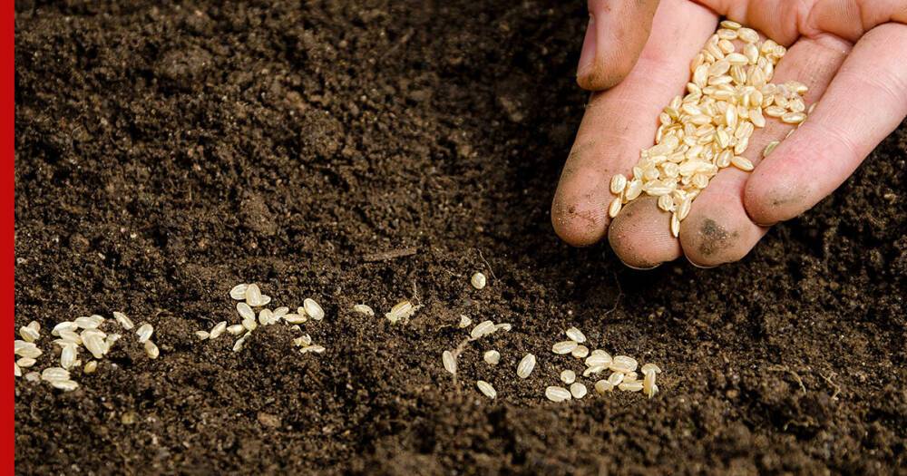Почему семена не всходят после посева: основные причины
