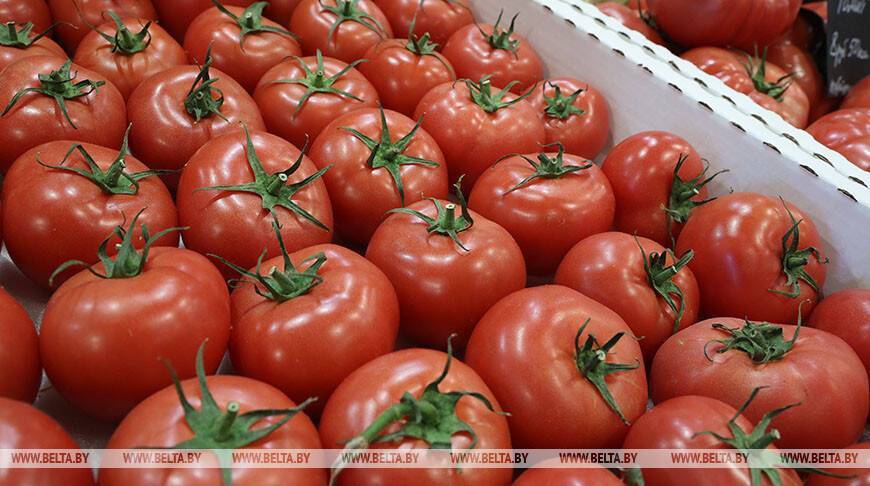 Россельхознадзор отменил ограничения на ввоз томатов и перцев из Беларуси