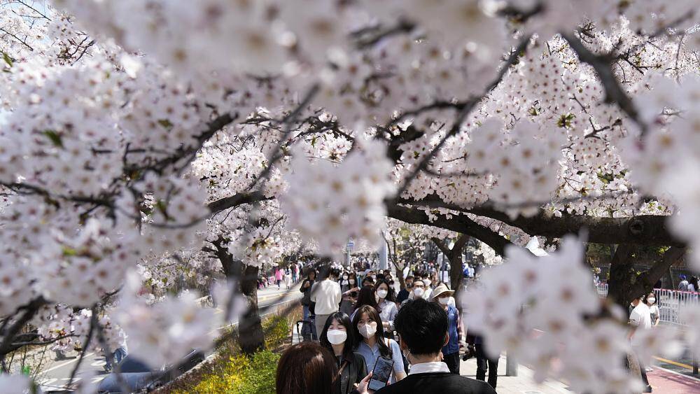В Южной Корее зацвела вишня