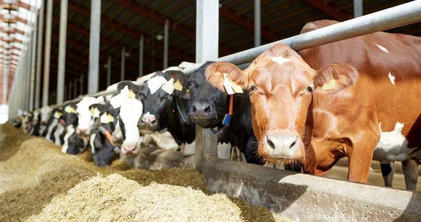 В Гродненской области в этом году начнут строить 14 молочно-товарных ферм
