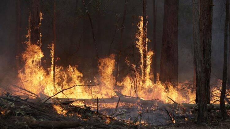 Возле Кременной в результате обстрелов произошло возгорание леса